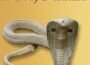 Shubh Naga Panchami – Festival of Snakes – July 2012 Shubh Naga Panchami – Festival of Snakes – July 2012