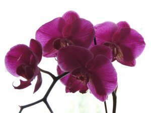 flowers of happiness