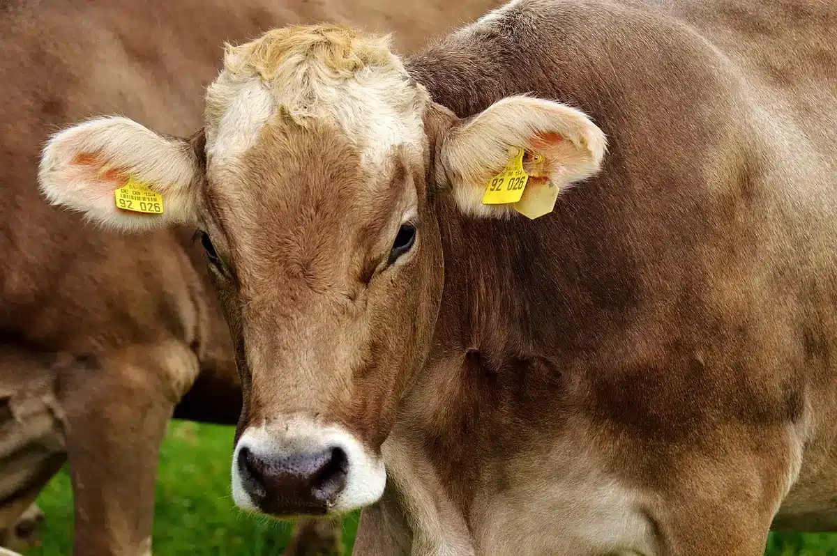 Conceptual representation of ethical food production and animal welfare concerns