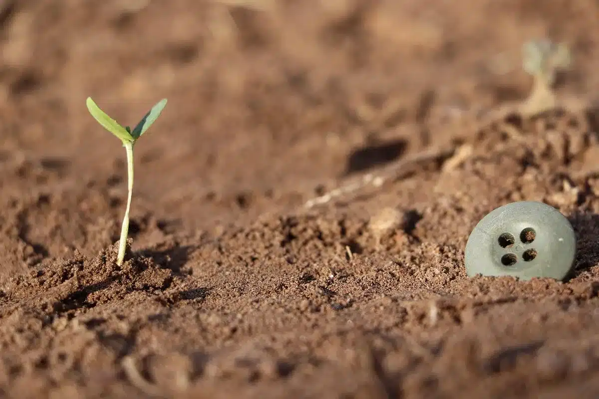 Hands holding soil with a small plant to represent Prithvi, the earth as mother