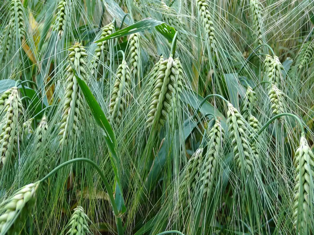 Close-up of a kalash with barley sprouts and mango leaves during Ghatasthapana